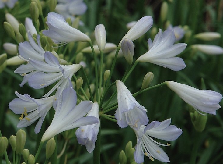 this flower is LITERALLY CALLED "the agapanthus silver baby" which. is. wen. ning. these flowers are beautiful DWARF flowers and bees LOVE THEM :( honey from these babies is really tasty :(