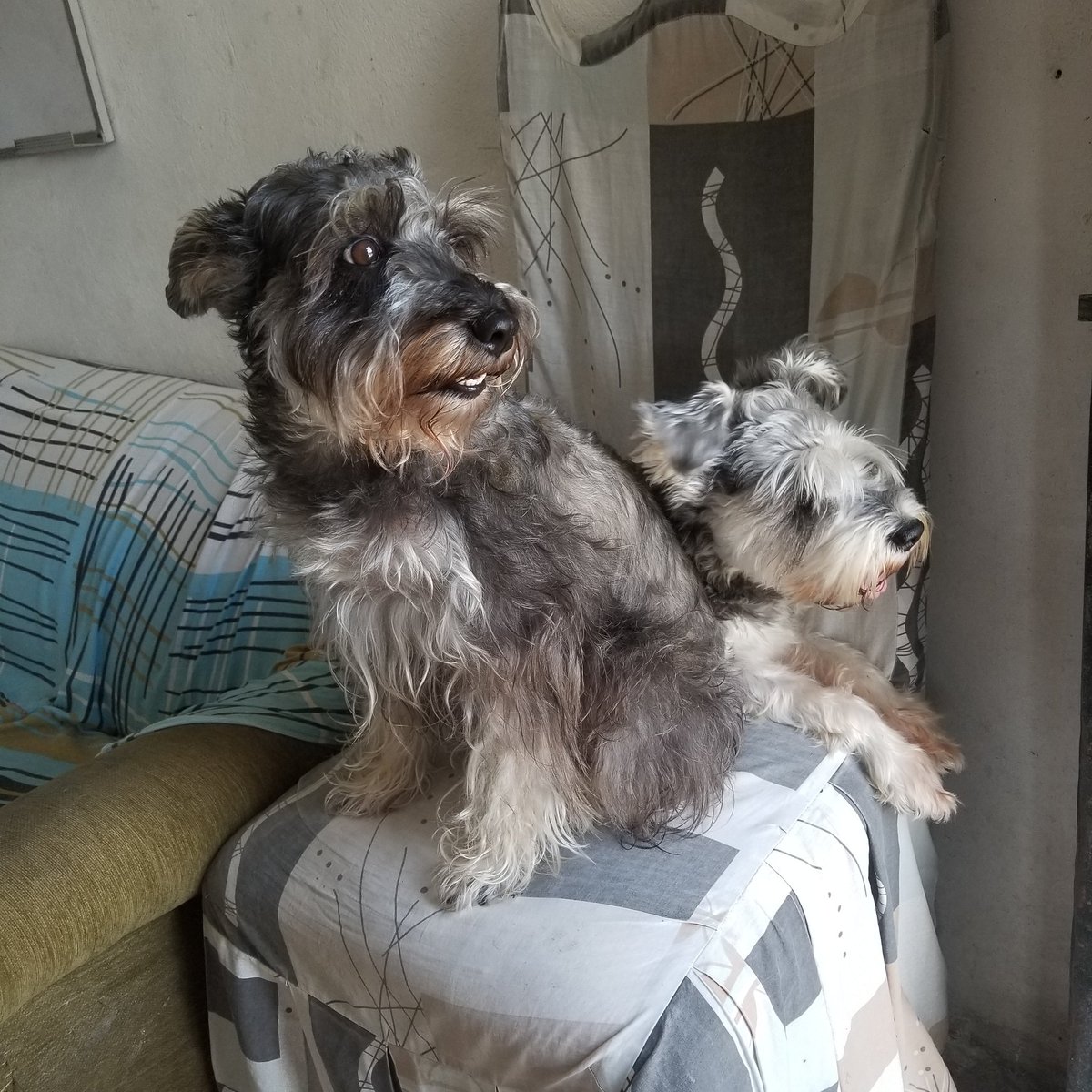faramir_c's tweet photo. Con la otra vieja sapa curioseando la cuarenta en el barrio 
#MeridaIsabel #PaulaXaviera #schnauzer #perrihijas https://t.co/xO7UTntotr