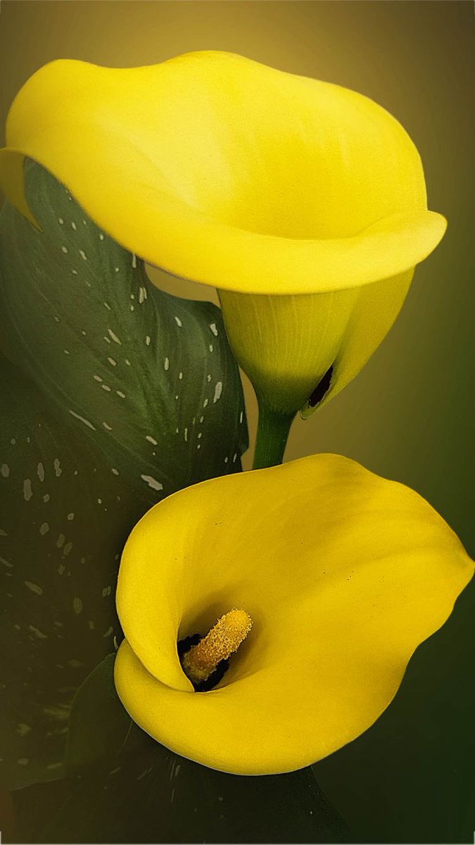 my QUEEN is a yellow calla lily. calla lillies signify strength, magnificence, and beauty JUST LIKE MIANMIAN :( these flowers have a special bell shape with a singular long petal. they grow in late spring and have poisonous roots! but they make great houseplants!!