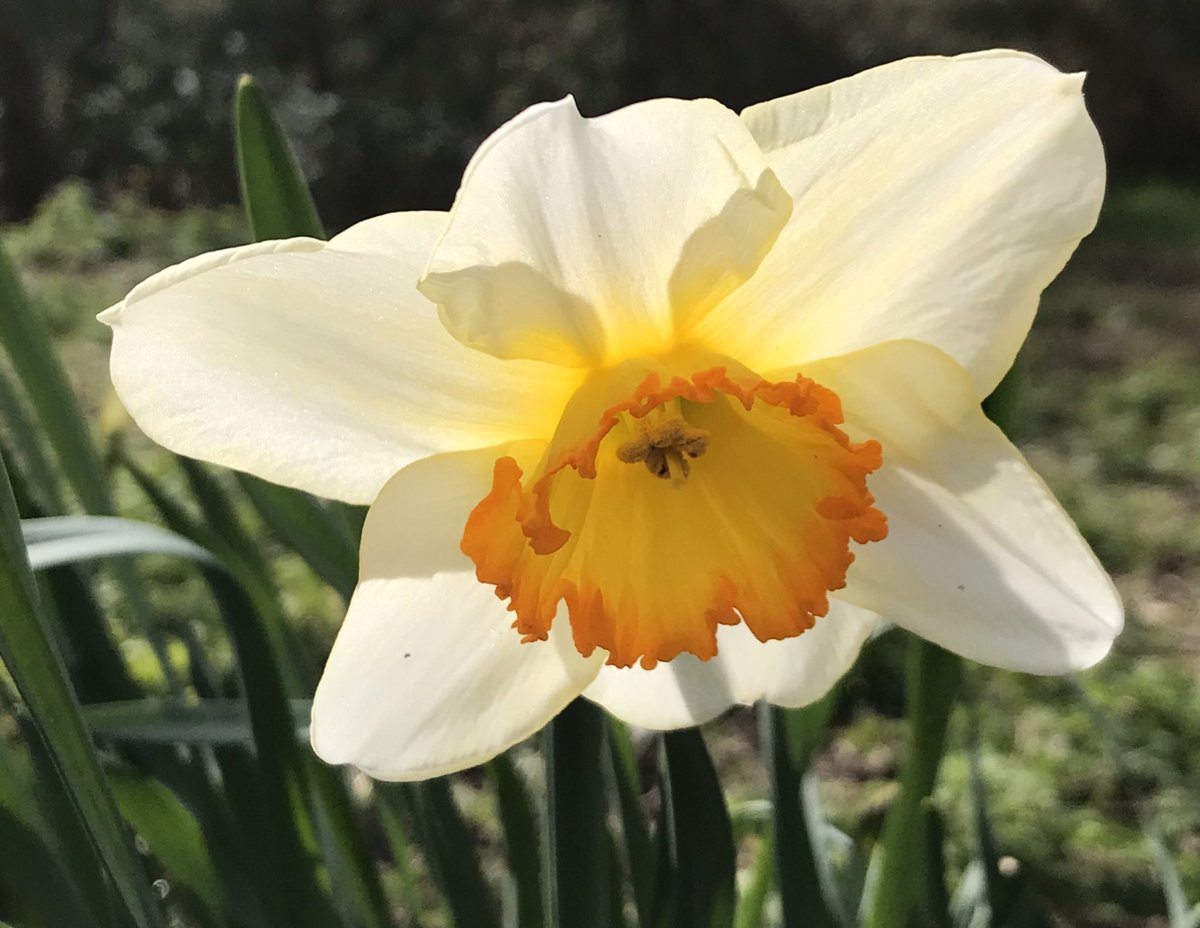 Happy first day of Spring🌼🌸🌼 relax to some inspirational music here including these wonderful artists  <a href="/UlasSarper/">Ulas Sarper</a> <a href="/MaestraMusicNow/">Karen Biehl / Maestra Music</a> <a href="/kkmusic/">Kevin Kerrigan</a> <a href="/brendawarren/">Brenda Warren</a> @MichelleQMusic <a href="/AlexisFfrench/">Alexis Ffrench</a> <a href="/magnusmurel/">Magnus Murel</a> @virginio75 #beautifulmusic #Spotify open.spotify.com/playlist/5x8bP… 🌸🎶