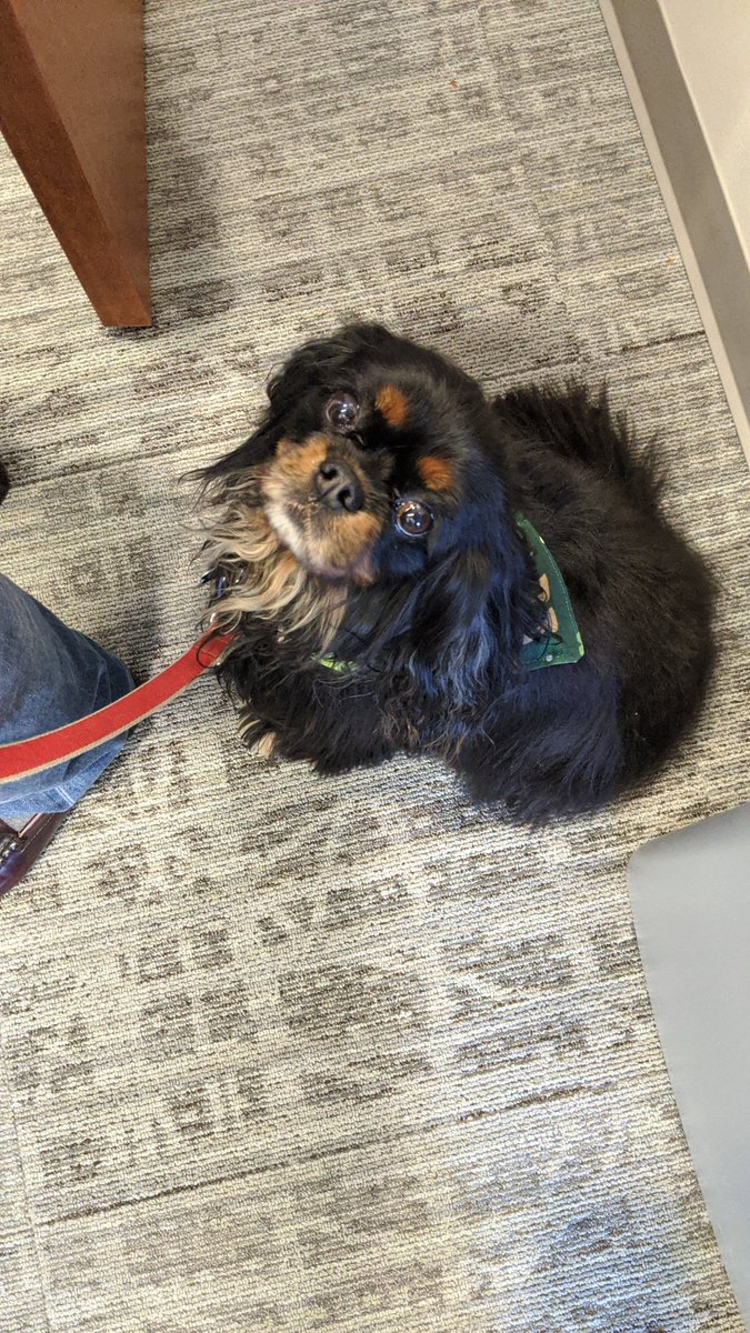 PEMAHQ's tweet photo. The dedicated and passionate folks supporting the commonwealth’s #COVID19 response at @PEMAHQ enjoyed a nice surprise today! 🐶🐶

Certified therapy dogs, Reggie and Charlotte, stopped by to brighten their day. ☀️

@PANationalGuard https://t.co/j42j6Ue5gZ