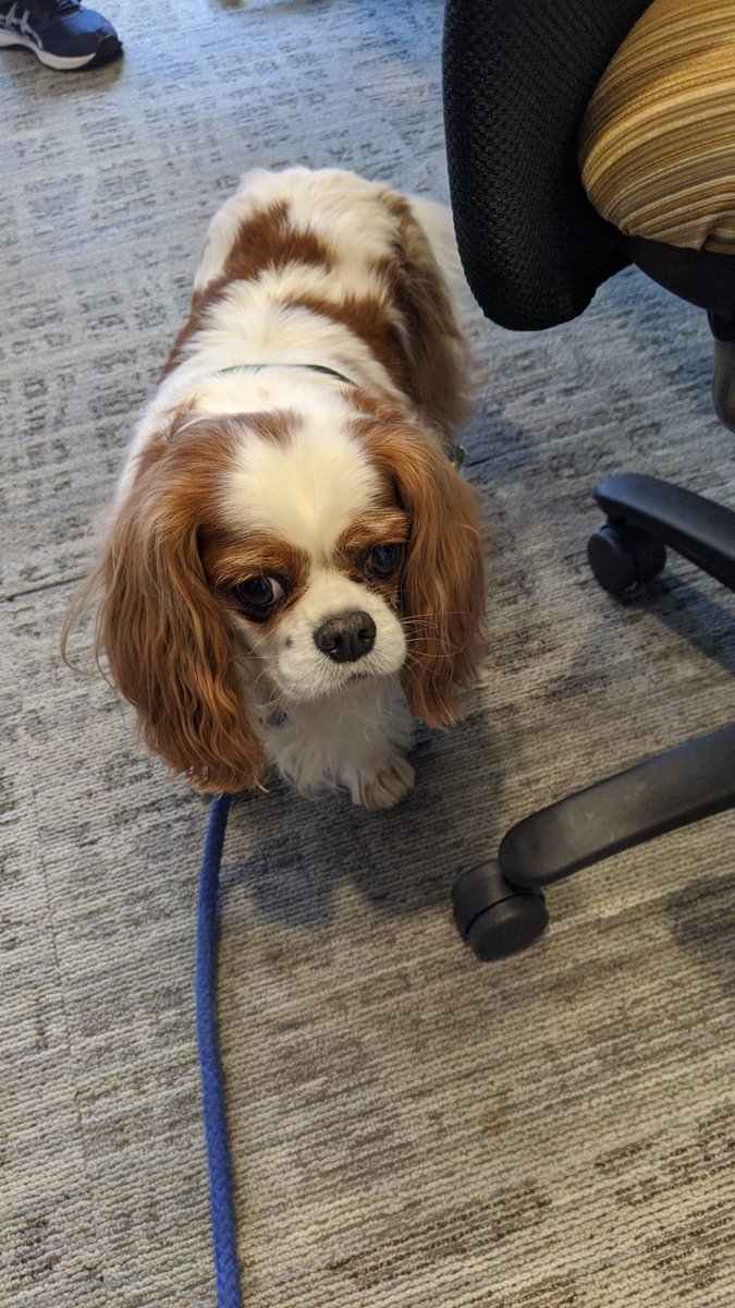PEMAHQ's tweet photo. The dedicated and passionate folks supporting the commonwealth’s #COVID19 response at @PEMAHQ enjoyed a nice surprise today! 🐶🐶

Certified therapy dogs, Reggie and Charlotte, stopped by to brighten their day. ☀️

@PANationalGuard https://t.co/j42j6Ue5gZ