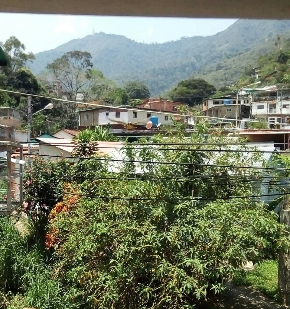 vivcace's tweet photo. Acá en #CuarentenaPorLaVida y fomentando mi relación tóxica con los pájaros. Pigüi les dice #QuedateEnCasa https://t.co/ITEPoJwSmE