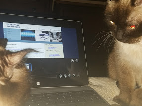 David Splivalo tweet media