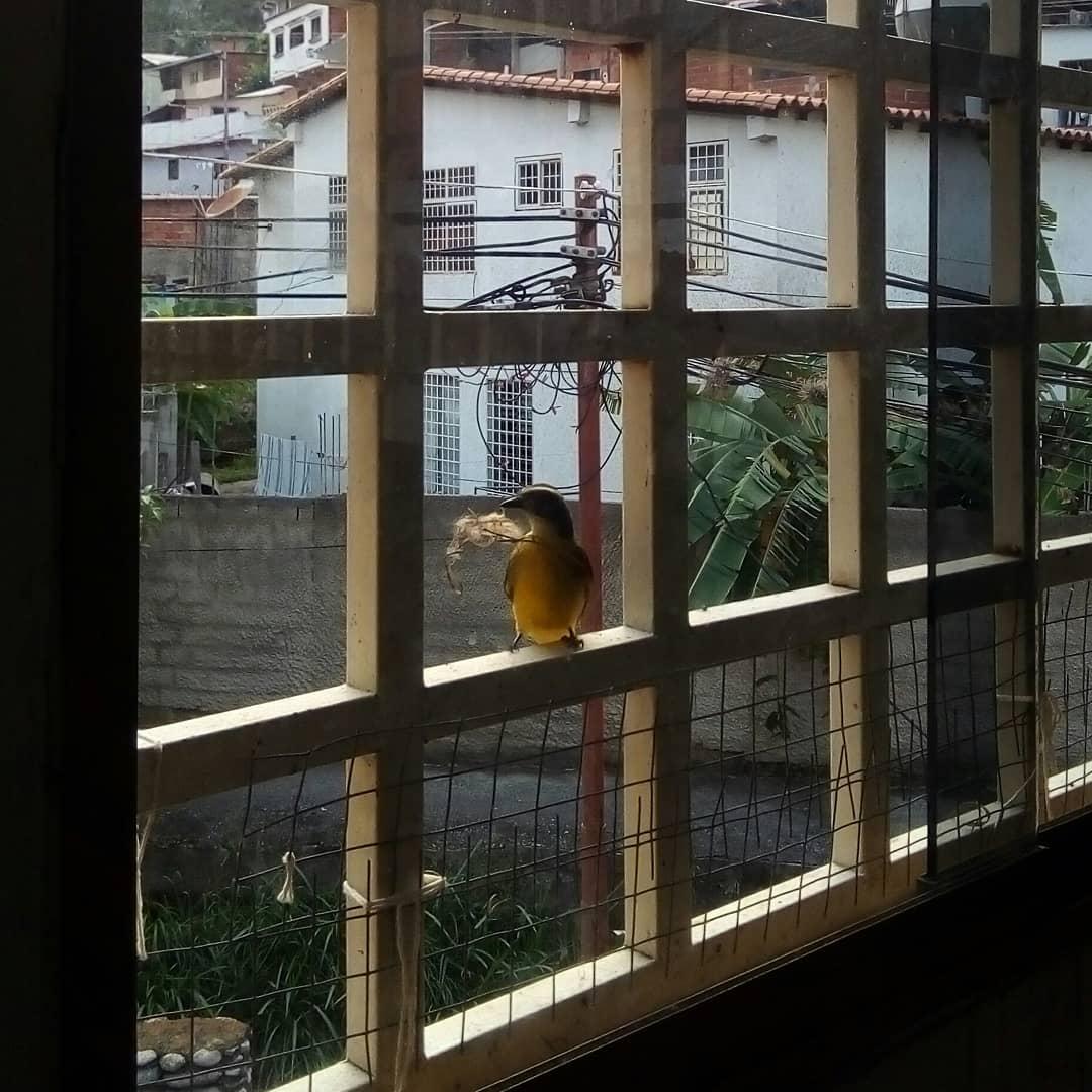 vivcace's tweet photo. Acá en #CuarentenaPorLaVida y fomentando mi relación tóxica con los pájaros. Pigüi les dice #QuedateEnCasa https://t.co/ITEPoJwSmE