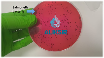 Salmonella sensor developed at Aliksir

Aliksir is unique as the World's only contract development biosensor company with a focus on sensors for bacterial detection.
 
This week our scientists have been growing Salmonella bacteria for a biosensor development programmer.