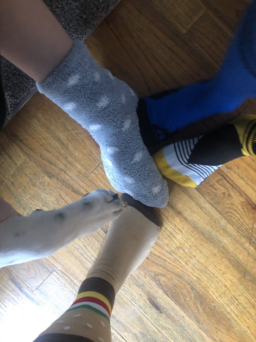 watermanPHMS's tweet photo. @BestbuddiesTj Rocking our socks, and a paw!! https://t.co/x1g7KUcogh