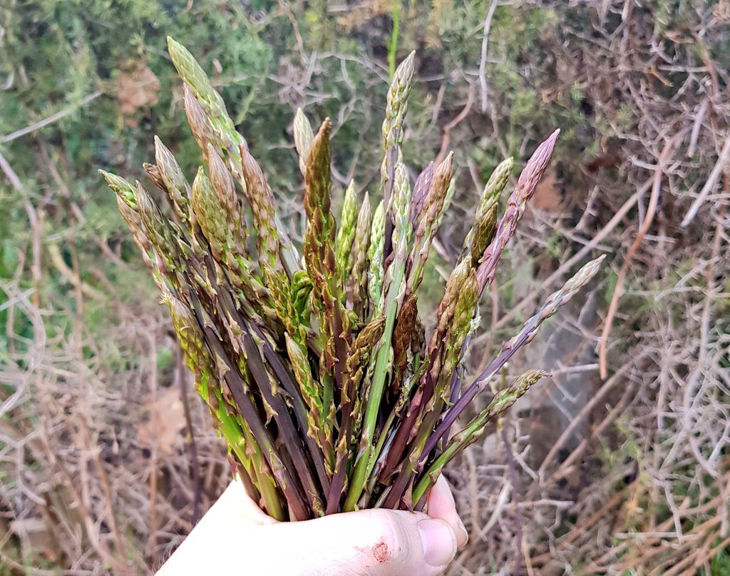 Nicola_Bressi's tweet photo. ASPIRO AGLI ASPARAGI
Se proprio deve bruciarli il gelo... piuttosto me li mangio ancora piccoli.
Giretto lungo la siepe ai bordi (ma dentro, il giardino di casa) a raccogliere asparagi (Asparagus acutifolius; selvatici, però curati e concimati).
Sarò in tempo per #Foodinvasions? https://t.co/Poh84MEwzF