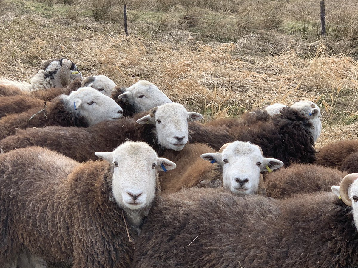 James Rebanks (@herdyshepherd1) on Twitter photo 