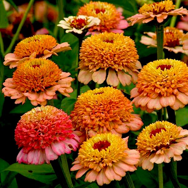 this is the zinnia flower! just like nie mingjue, the zinnia flower symbolizes endurance, goodness, remembrance, and lasting friendships. they come in many colors but are mostly found in a burnt peachy pinky reddy orangey yellowey color... yes i just said literally every color.