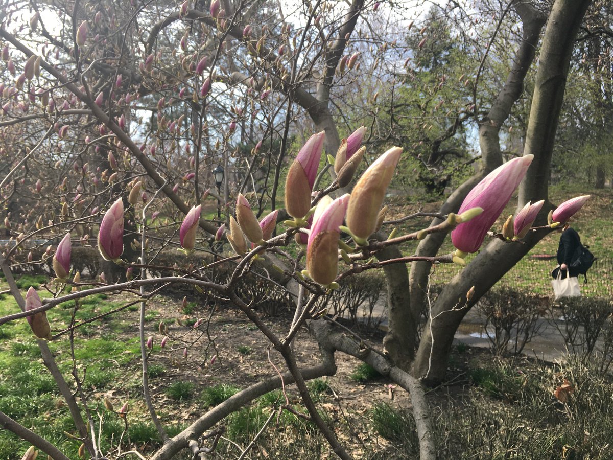 Quick visit to relatively empty Central Park. This is the magnolia tree I’ve used as a marker for the seasons thru my childhood & my kids’, near Alice In Wonderland.