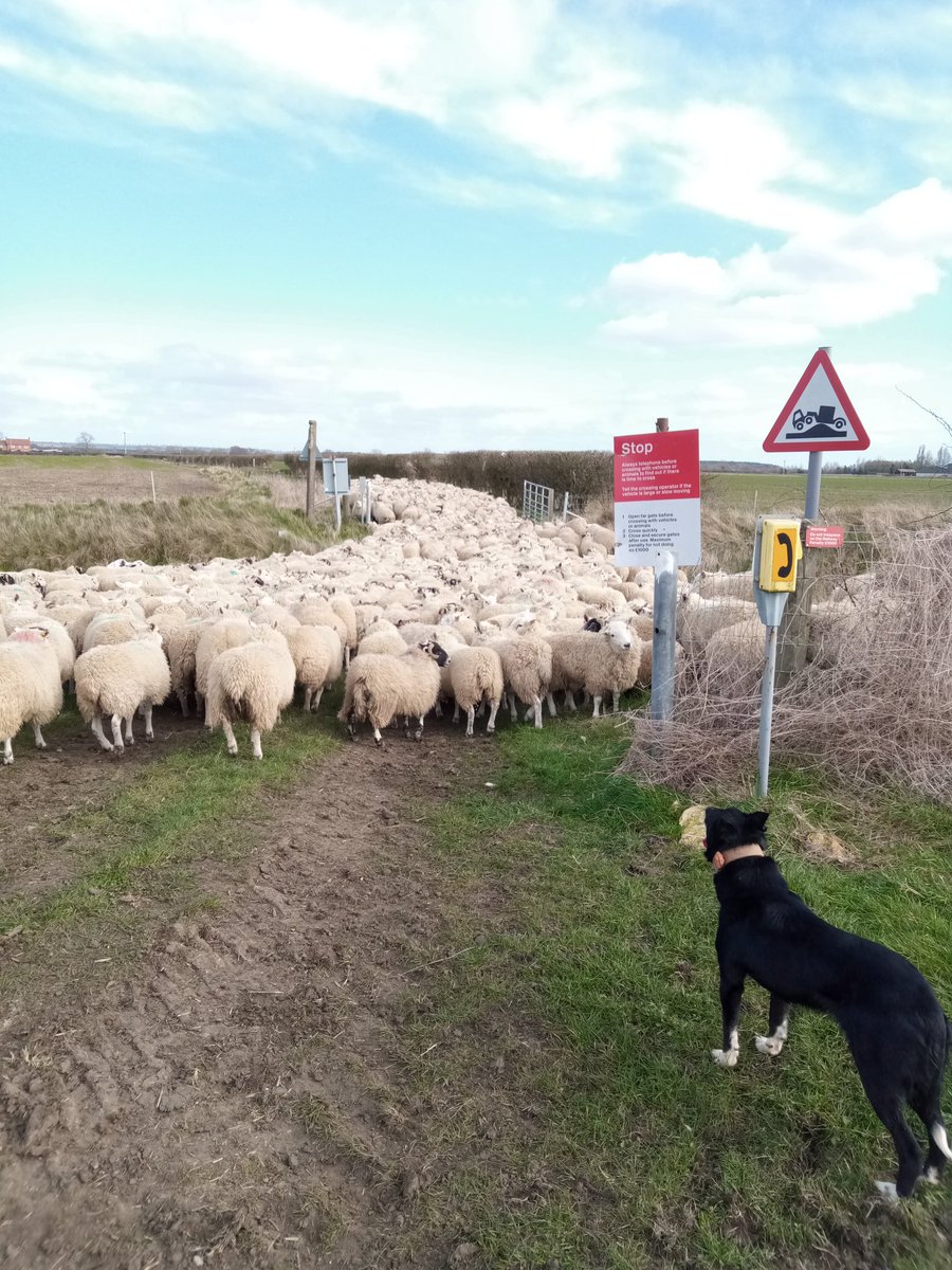 SheepLeepLtd's tweet photo. Over the railway and down the road. #StockDog Nells guiding some stores a walk to their final paddock. 

#sheep365 #TackSheep #ContractShepherd https://t.co/HPbdGWSitw