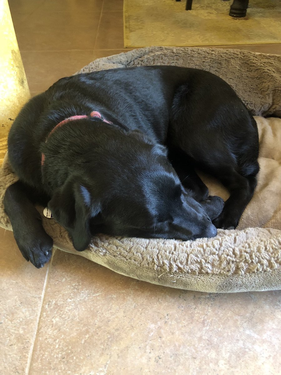 FernsFrens's tweet photo. Well earned nap after supervising window washing. https://t.co/Vd9vnhDPic