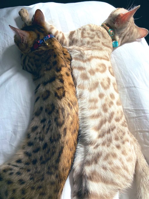 1 pic. Just an obsessed cat mom https://t.co/glbKTjXnGJ