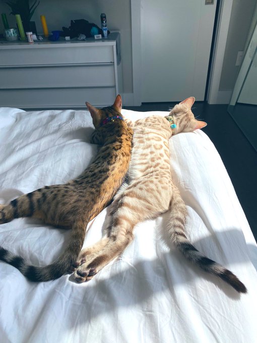2 pic. Just an obsessed cat mom https://t.co/glbKTjXnGJ