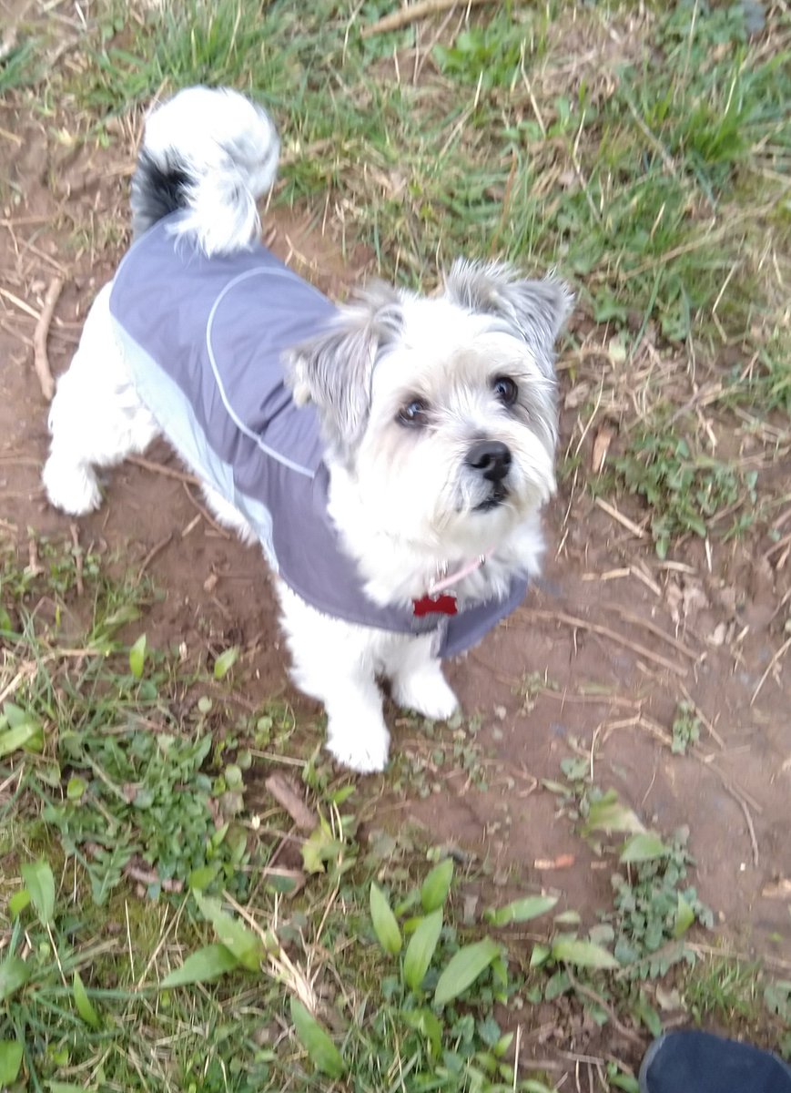 Lovely walk with little Milly, keeping our social distance 😉😁❤️🐾💓