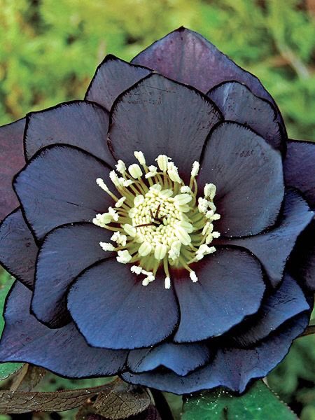 song laaaaan is this absolute STUNNING flower, the heleborus flower. their petal texture is glossy and silky and grow to be very wide. they grow usually during the winter in the past, these flowers were used to treat paralysis however, were used by witches to awaken demons