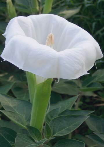 xiao xingchen is a moonflower, also known as a white morning glory.  this flower opens during the night (hence the name moonflower) and lets out a sweet fragrance. they are very round in shape (like a full moon) and some can be poisonous as well.