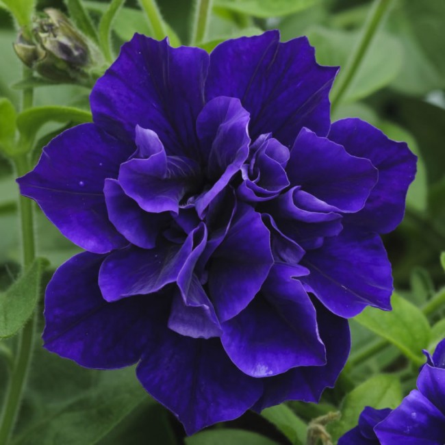 PlugplantUK's tweet photo. Order plug plants for home delivery https://t.co/LWAmh7zqTK

#PlugPlants #LoveNature #Gardening https://t.co/MmRNZJoHEt
