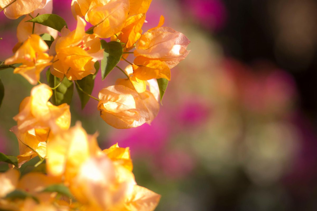 DdMorelos's tweet photo. ¡Bienvenida primavera maravillosa!

Somos muy afortunados de ver florecer un año más nuestra tierra. 

#casavoltamx #primavera2020 #fotoestudiocdmx https://t.co/kXfagAaQkR