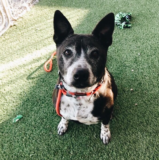 ArizonaCoyotes's tweet photo. Our fellow dogs need help. @MCanimalcare has many dogs available for adoption and we want to do our part to help them find their furrever homes. Can you help?
Meet Petra, age 8: https://t.co/dVZzjX5mCM 🐾#DogsForDogs https://t.co/1LRuSTOOyu