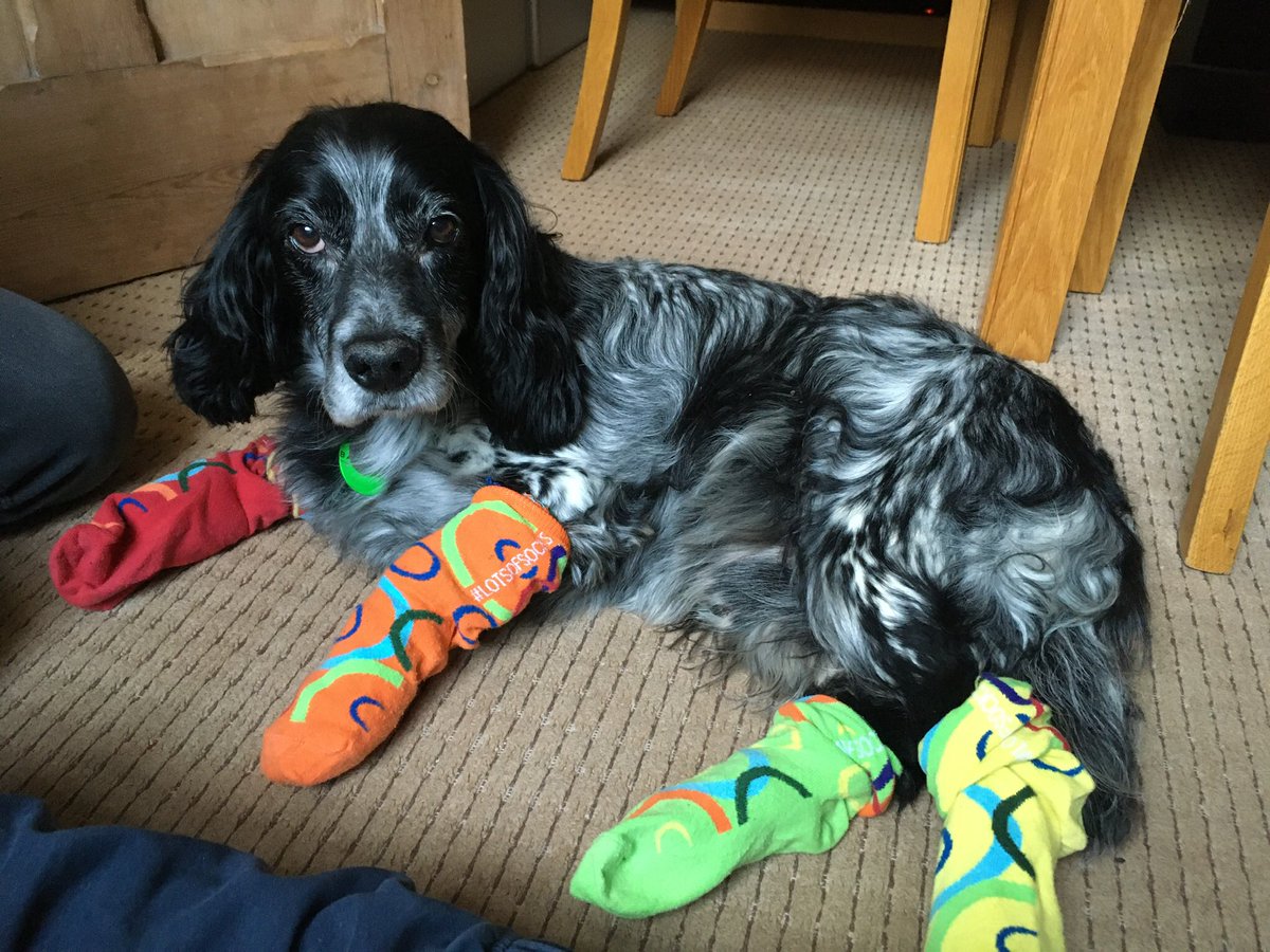 fee6bee's tweet photo. @4EB_LPS #lotsofsocks2020 here too! https://t.co/awHjiMllrz