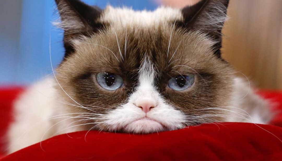 Day 6 of #BrusselsLockdown with Ursula