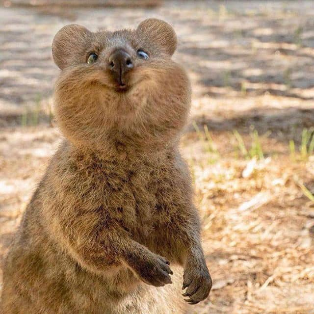doofgeek4011's tweet photo. These are quokkas.
They are marsupials native to Western Australia, and wear a perpetual “Hey there! Good to see ya! Oh, you brought pie!” smile on their faces. https://t.co/Z4nUaaUcRT