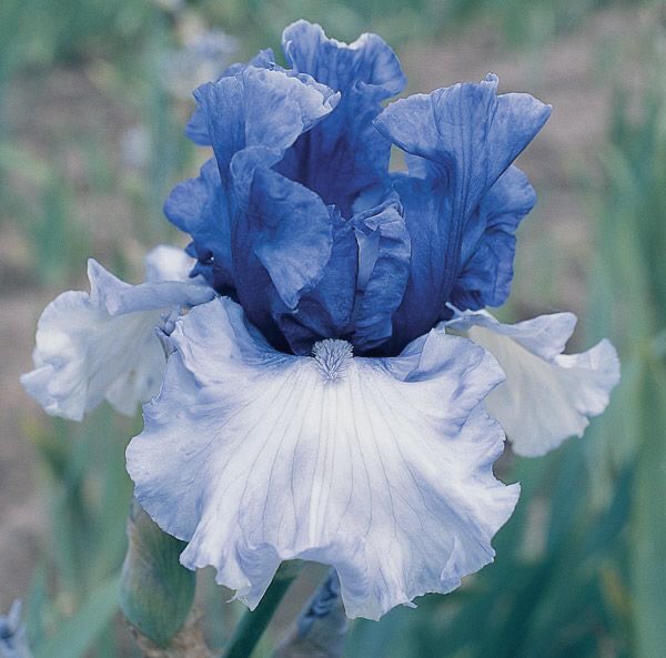 lan jingyi a crownhead blue iristhis flower attracts lots of bees and butterflies. these flowers sense the flowers around them :( if any flower is lacking minerals, it will release some into the soil and help the neighbor flowers