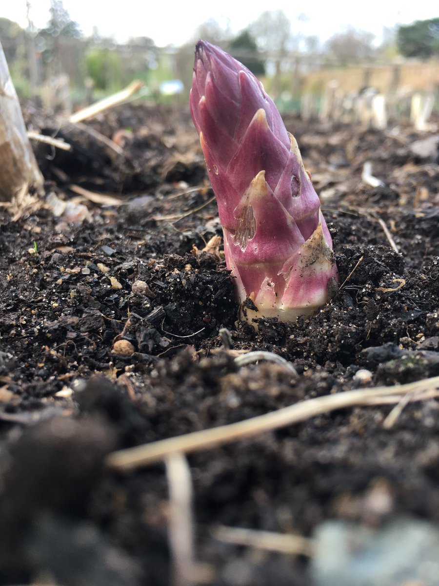 The asparagus is making an appearance - not long now until harvest time #harvest #kitchengarden #asparagus