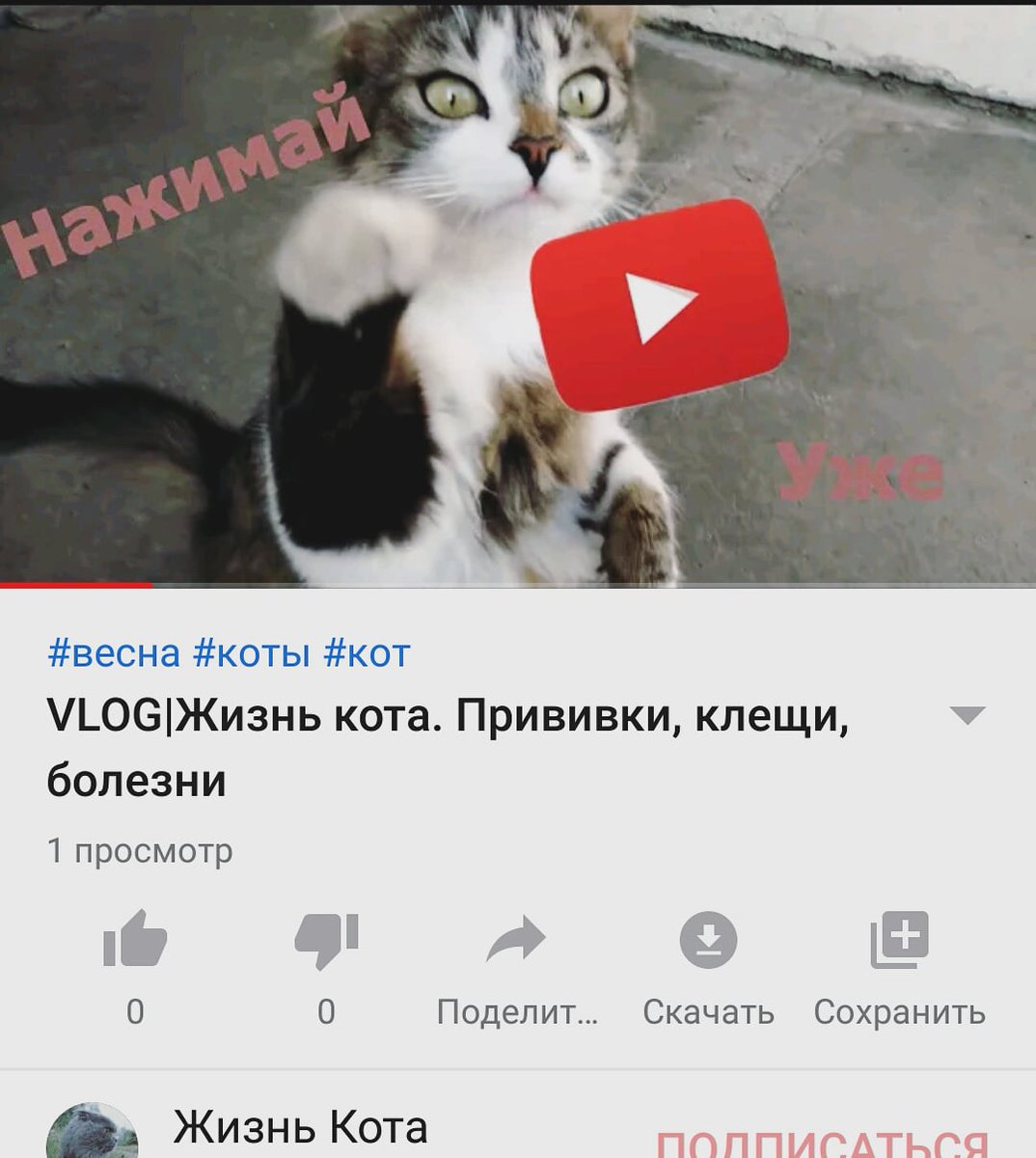 Новое видео на канале 'Жизнь кота'
.
.
#кот #коты #котята #котик #котэ #котенок #кись #кися #мур #мяу #инстакот #котяра #котейка #глаза #взгляд #пушистик #класс #красавчик #милаха #ютуб #видео