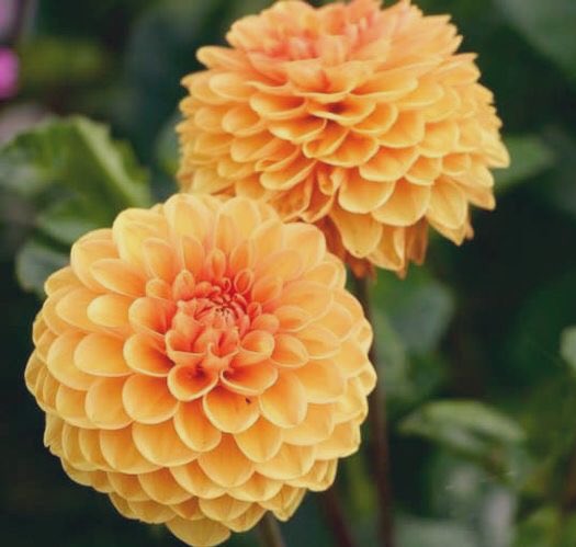 jin ling is my favorite kind of flower, the dahlia. these beautiful flowers come in FORTY TWO COLORS. dahlias do not attract bees (thank god im scared of em) but they have a really really sweet scent. these flowers signify love, marriage, and royalty