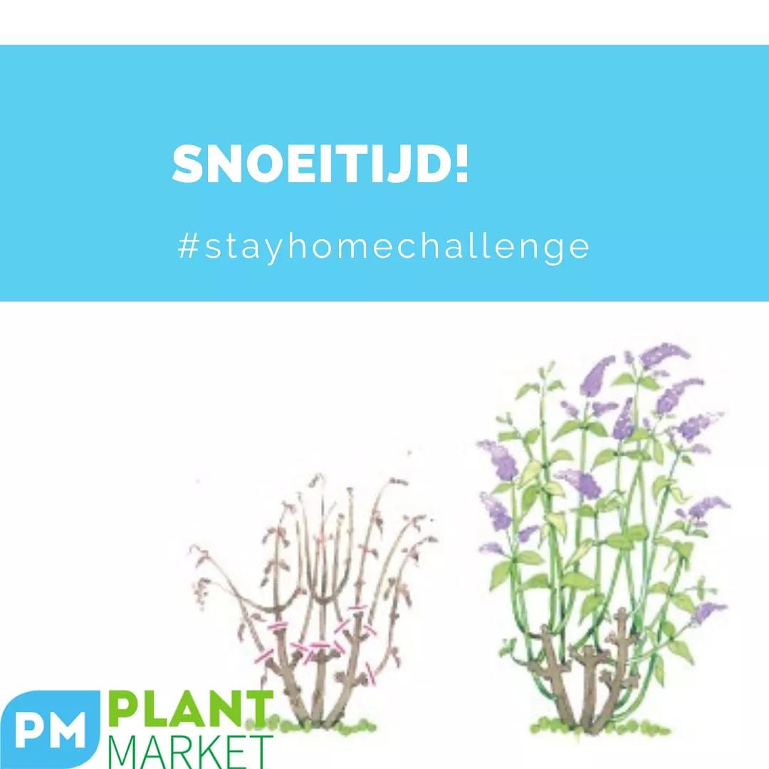 March is the ideal month to prune for example your butterfly-bush or hydrangea. If you do this, you will get a beautiful bloom. In the picture you can see exactly where to prune best. #stayhomechallenge #prune #plantmarket #butterflybush #hydrangea #march #gardening