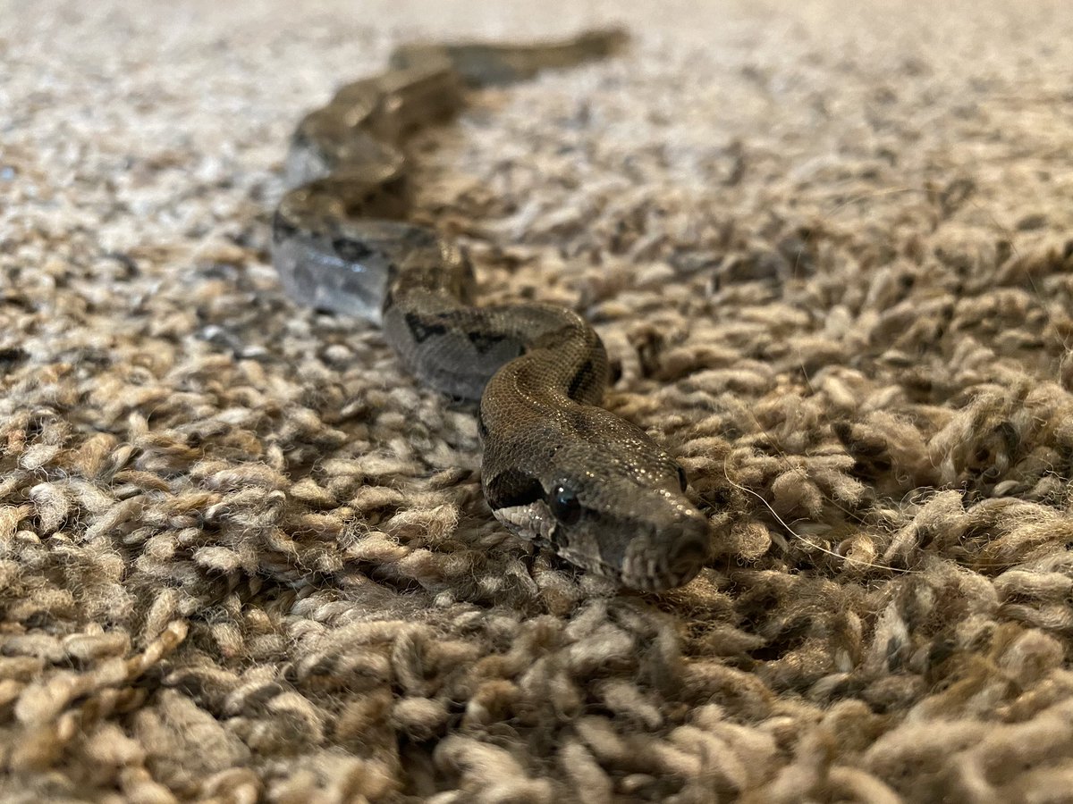 Losing count of social distancing days, but at least peanut is better behaved than my other snake, so she comes out to keep me company 😁