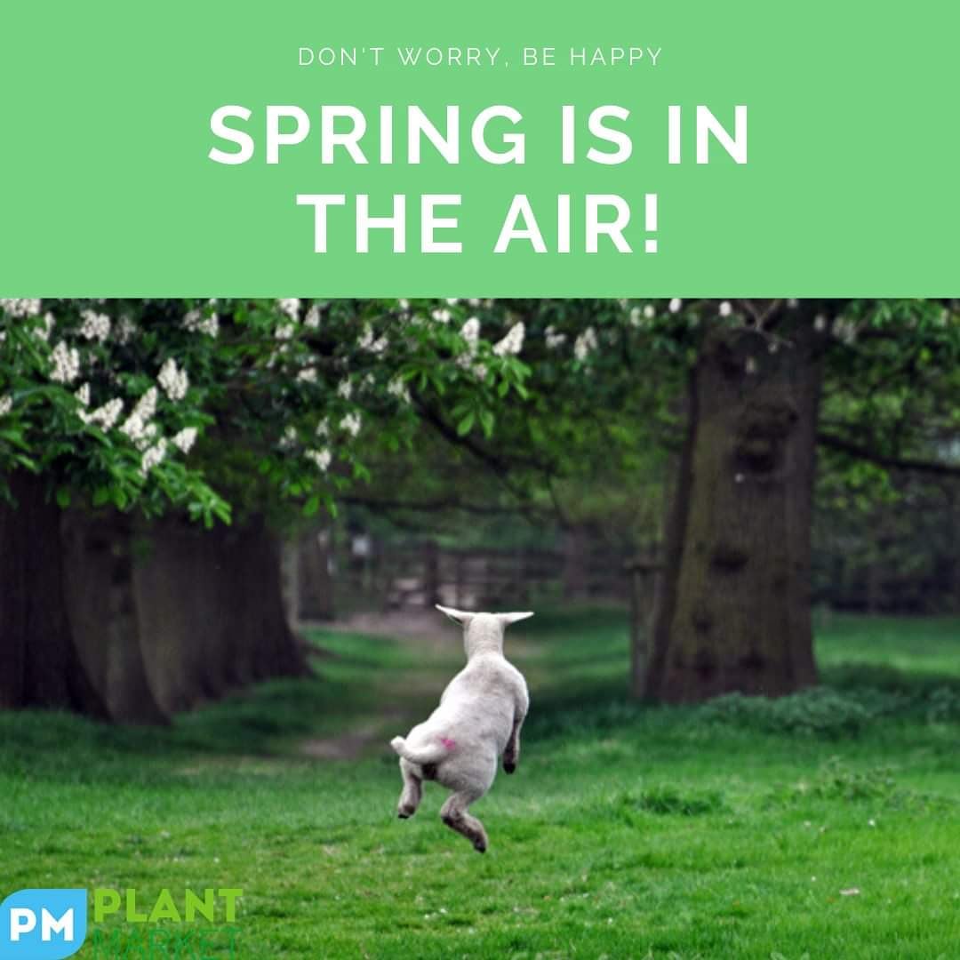 Don't worry,  be happy! Spring is in the air 😄 (Dutch: pun intended😝). Who of you also gets excited by their gardens coming to life again? Go outside and enjoy! #springisintheair #bepositive #plantmarket #stayhomechallenge