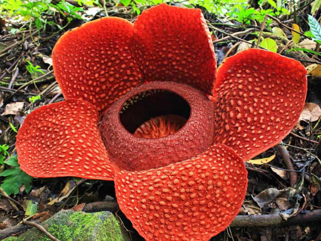 okay here come the characters i don't like as muchjin guangyao"the corpse flower produces no leaves, stems or roots but lives as a parasite on the Tetrastigma vine. The flower is pollinated by flies attracted to its rotting flesh stench."