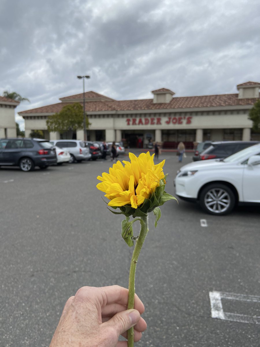 lieslmathis's tweet photo. #TraderJoes in Arroyo Grande is giving out sunflowers today 🌻 Making sure we are staying safe, limiting entry into the store and practicing #SocialDistancing and #gratitude to customers ❤️ https://t.co/AcNou5BDnv