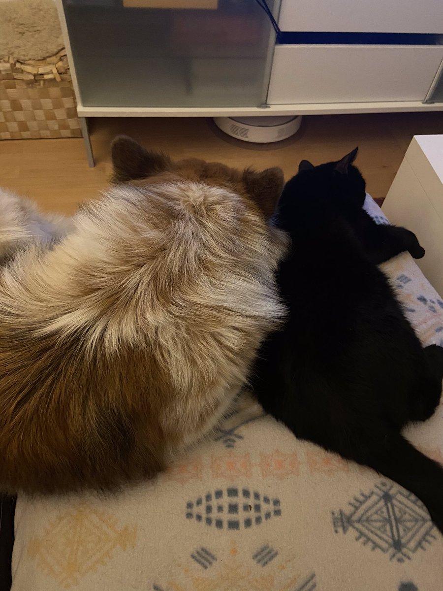 IefWeb's tweet photo. They got this #SocialDistancing down...🙈 #CatsOfTwitter #StayAtHome #wirbleibenzuhause #dogsoftwitter #CatsAndDogs #cuteanimals https://t.co/ktiu8uDqUc