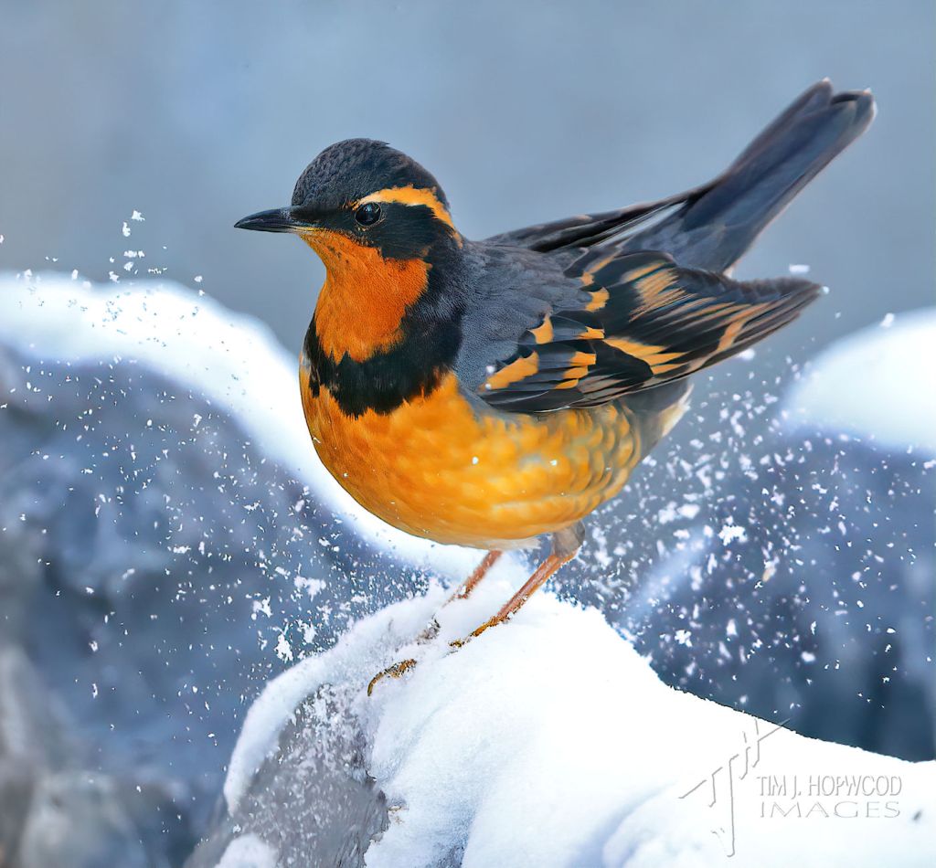 Birding Around Calgary – Winter 2020 Photo Album birdcanada.com/birding-around…