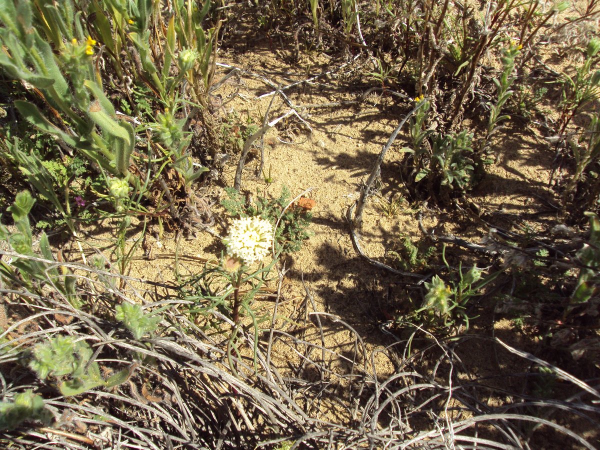 SaddlebackButte's tweet photo. Here is an update for SaddlebackButte; The visitor center, campground and dump station are closed. The park is open for hikers and day-use. Please be courteous and stay the recommended distance away from each other to prevent spreading the virus. #CAStateParks #SaddlebackButte https://t.co/JAG71BjGkK