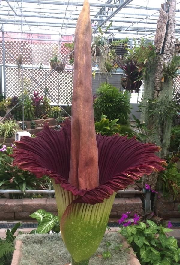 su she "the amorphophallus titanum, is officially labelled the World’s Most Ugly. due to its odour like that of a rotting animal, it’s no wonder this is the name it’s been lumbered with."