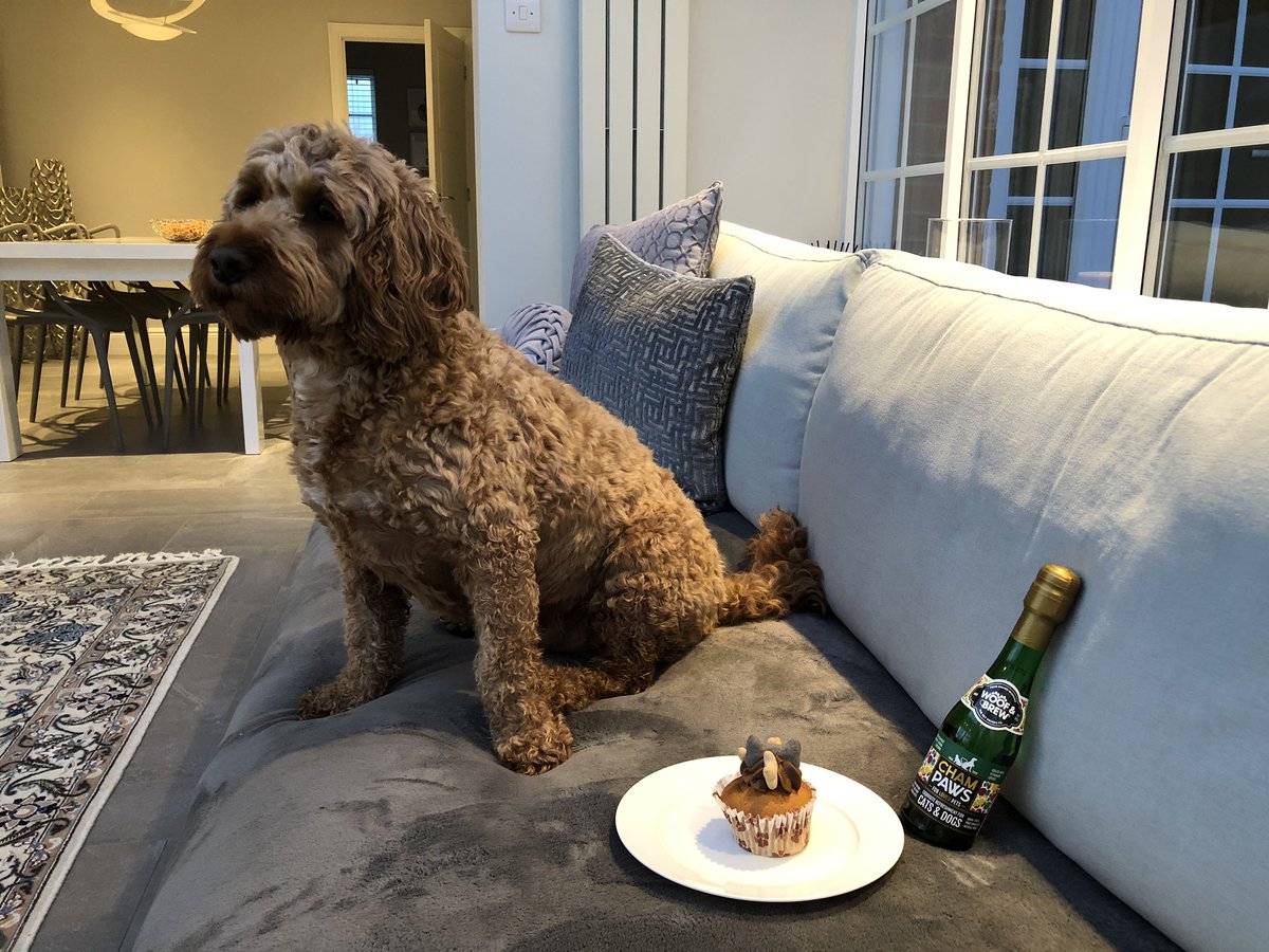 LuckyCockapoo's tweet image. My 3rd birthday... my cake and champaws after a big walk