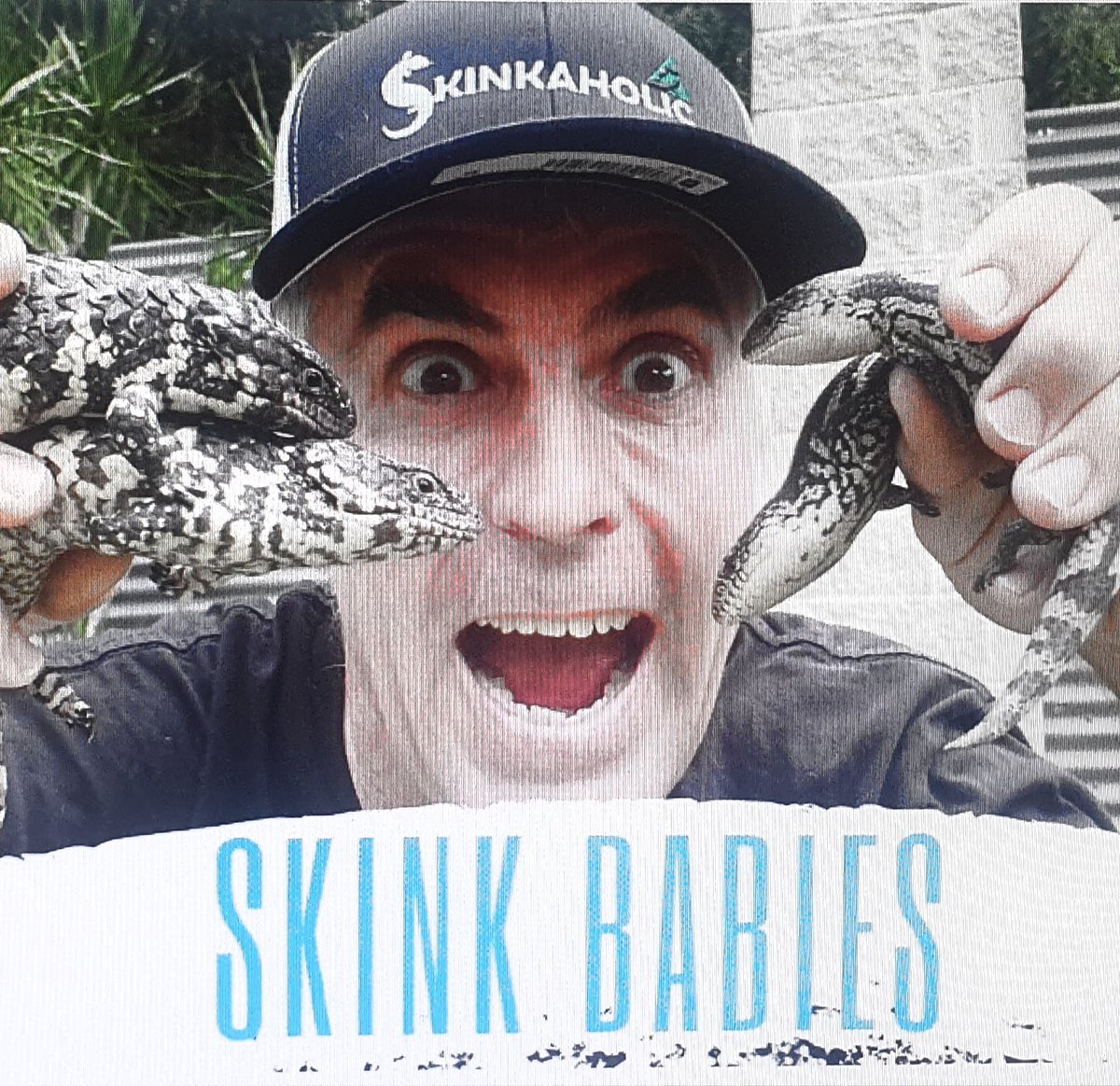 Do you love SKINK BABIES, find out more
youtu.be/4LvUfkuWGdQ