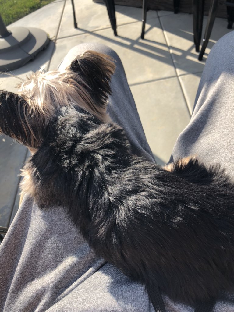 VVUHSDPDChief's tweet photo. Hey @ValVerdeUSD family! I hope everyone is finding comfort in the little things during these uncertain times.. My Lucy says hi π. #yesiluvmysmalldoggie #enjoythelittlethings #SoCalsun #doggiesunbathing https://t.co/y2YDh0eYcS