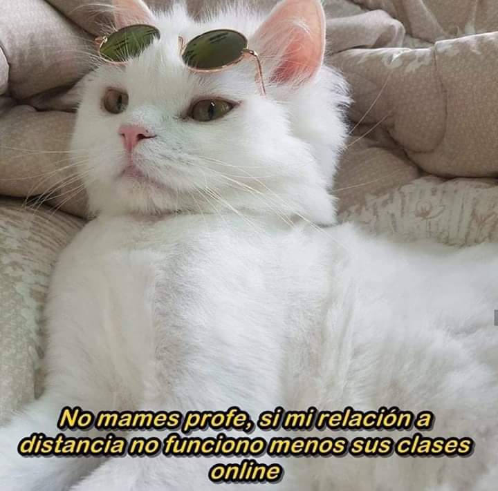 gatitos_qctd's tweet image. 