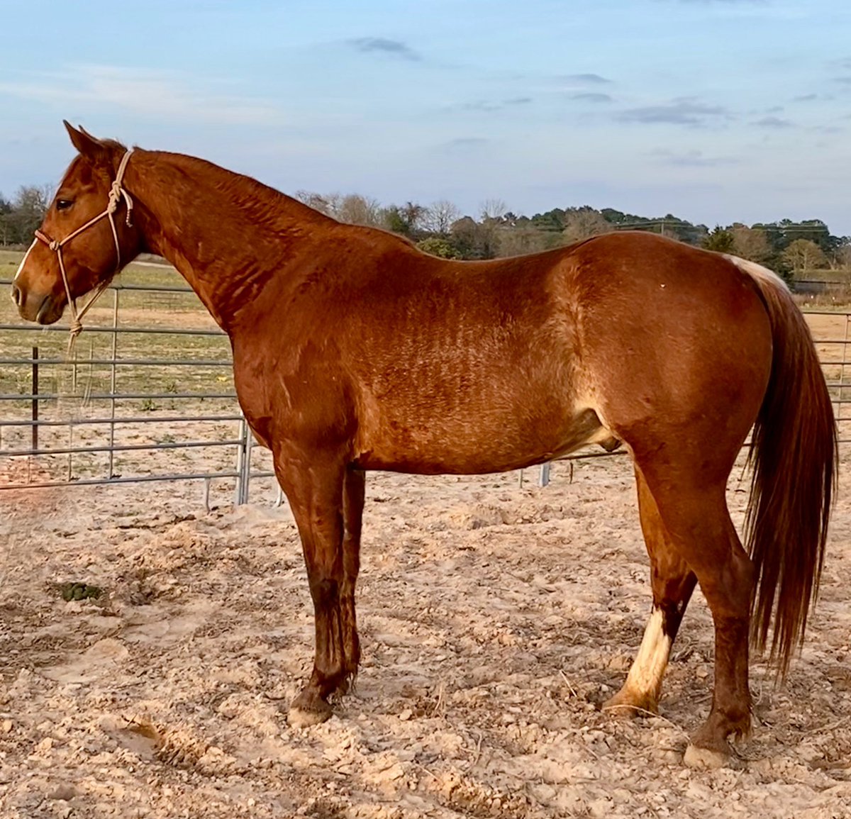 DoubleBRanch4's tweet photo. $6,500 https://t.co/uNoMBzz1Y6 #ranchhorse #gentle #sortinghorse #allaround #brokeandgentle #anyonecanridehim https://t.co/1DHDDoCcUa