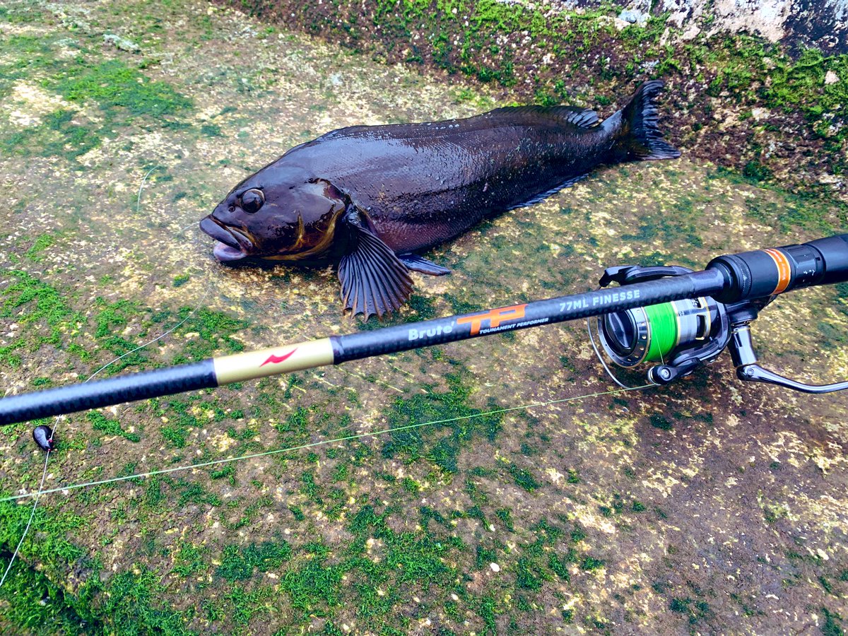 fish_kumagai's tweet photo. ちゃんとやれば釣れますね🤔

77MLでボトムを感じながらネチってるとカンッて気持ちいいバイトでした

すごいまっくろくろすけ

#APIA
#77ML https://t.co/jor4me3sAh