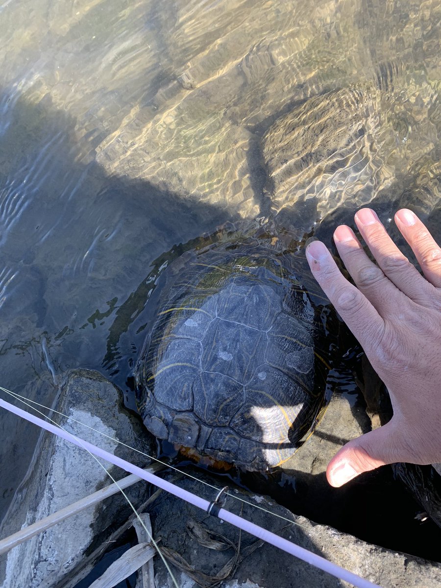 igarashi's tweet photo. 一昨日の。鯉はちゃんと顔出して餌にも反応してかかるのに、バレた。

なんかカミツキガメっぽいやつを見かけた気がするけど、なんだったんだろうな。50センチくらいはありそうなやつでスッポンよりもアカミミよりもゴツゴツしてる感じだったなー。 https://t.co/C2ycdSSl1J