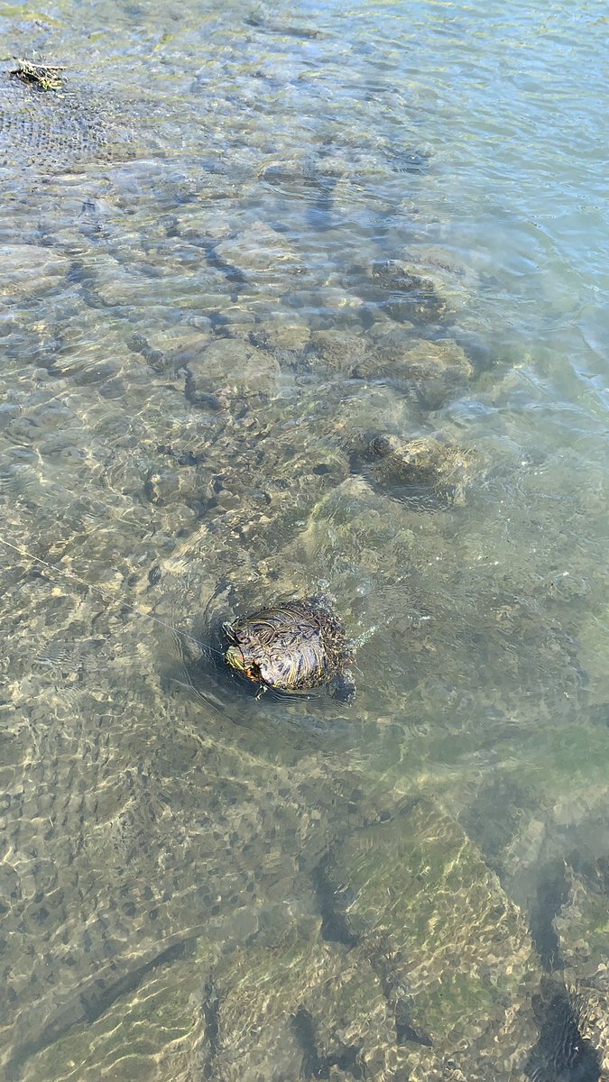igarashi's tweet photo. 一昨日の。鯉はちゃんと顔出して餌にも反応してかかるのに、バレた。

なんかカミツキガメっぽいやつを見かけた気がするけど、なんだったんだろうな。50センチくらいはありそうなやつでスッポンよりもアカミミよりもゴツゴツしてる感じだったなー。 https://t.co/C2ycdSSl1J