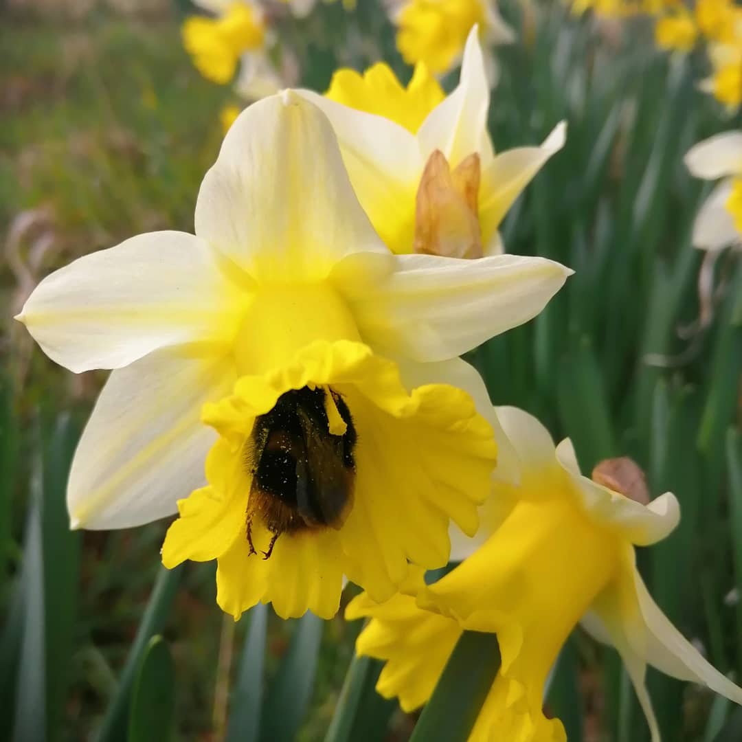 jonoDavCol's tweet photo. Some nice #woodland perennials in the #garden at #Glendoick today. #spring #flower https://t.co/a56m30AzvZ